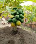 Fruit-1